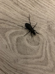 Carabus