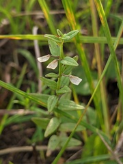 Scutellaria parvula