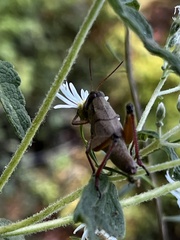 Melanoplus scudderi