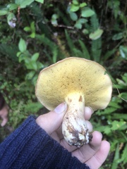 Suillus caerulescens