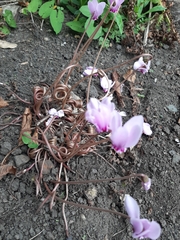 Cyclamen hederifolium