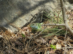 Lacerta viridis