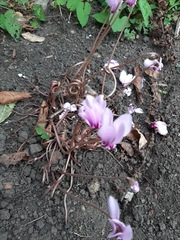 Cyclamen hederifolium