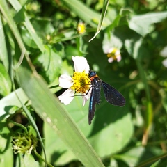 Cyananthrax cyanopterus