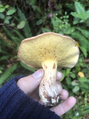 Suillus caerulescens