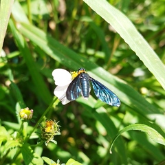 Cyananthrax cyanopterus