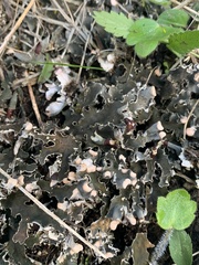 Peltigera rufescens