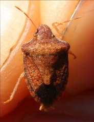 Peribalus strictus strictus