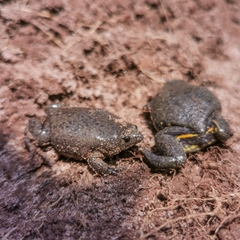 Elachistocleis cesarii