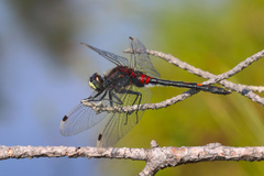 Leucorrhinia dubia