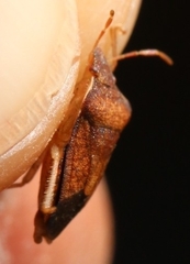 Peribalus strictus strictus