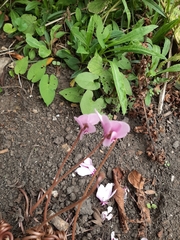 Cyclamen hederifolium