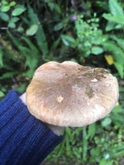 Suillus caerulescens