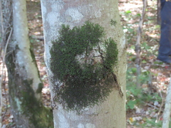 Frullania eboracensis