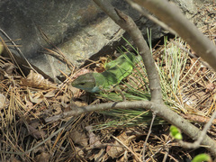 Lacerta viridis