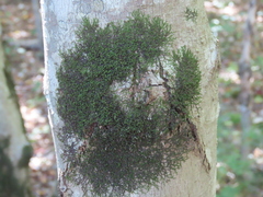 Frullania eboracensis