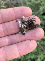 Peltigera rufescens