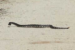 Crotalus oreganus helleri