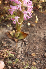 Satyrium erectum