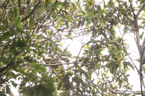 Red-eared Fruit Dove (Ramphiculus fischeri), photo 4
