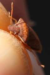 Peribalus strictus strictus