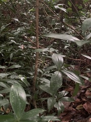 Dracaena surculosa