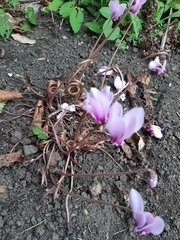 Cyclamen hederifolium