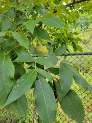Carya laciniosa