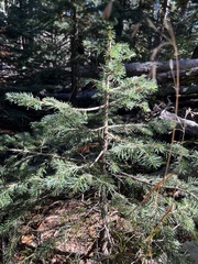 Abies concolor