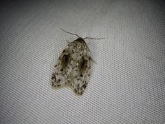 Aemene obscura