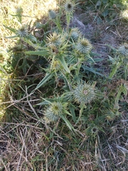 Cirsium brevistylum