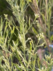 Baccharis neglecta