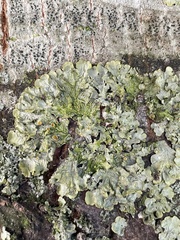 Xanthoria parietina