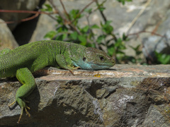 Lacerta viridis