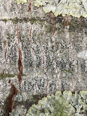 Lecidella elaeochroma