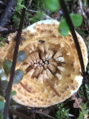 Turbinellus kauffmanii