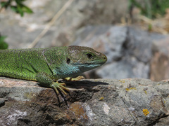 Lacerta viridis