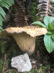 Turbinellus kauffmanii