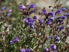 Dracocephalum peregrinum