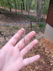 Megaphasma denticrus