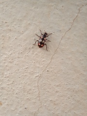 Eriopis connexa