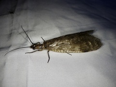 Parachauliodes continentalis