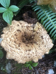 Turbinellus kauffmanii