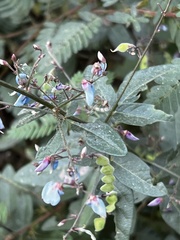 Desmodium glabellum