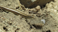 Ablepharus kitaibelii