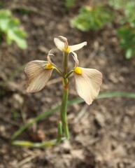 Moraea