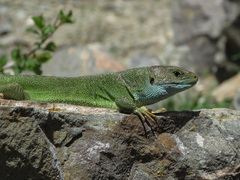 Lacerta viridis