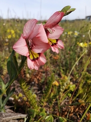 Gladiolus meliusculus
