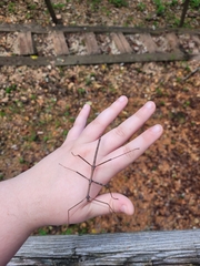 Megaphasma denticrus