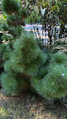 Pinus mugo